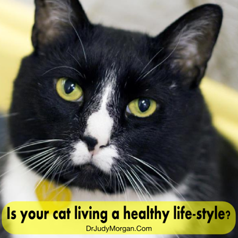 Preventing and Treating Diabetes in Dogs and Cats