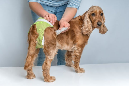 My Dog Has Sprung a Leak!