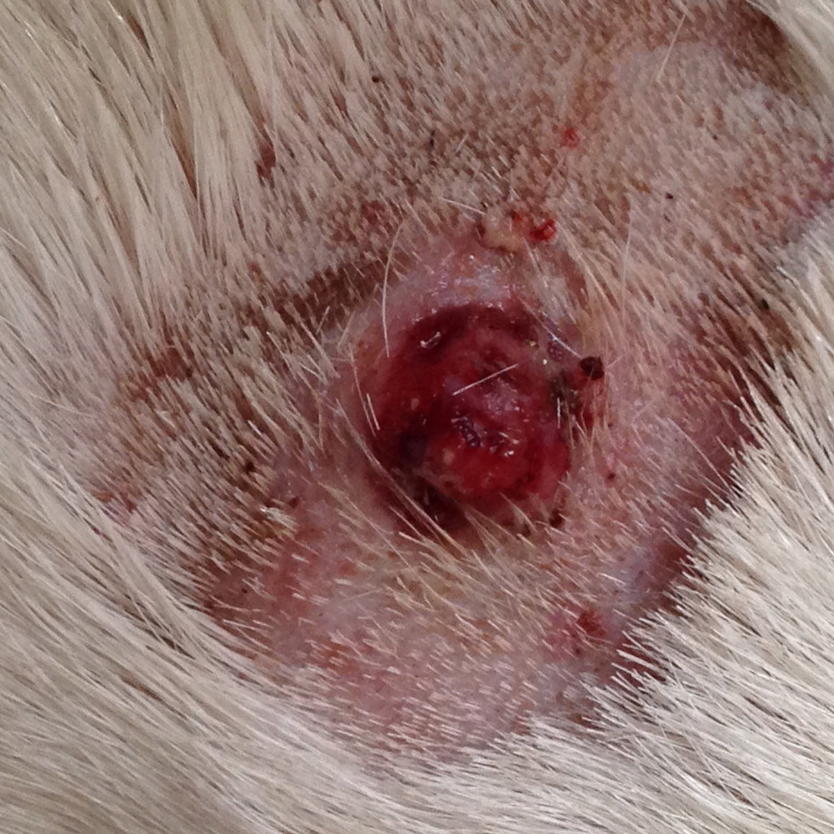 Can Dogs Have Skin Cancer? Uncover the Truth Today!