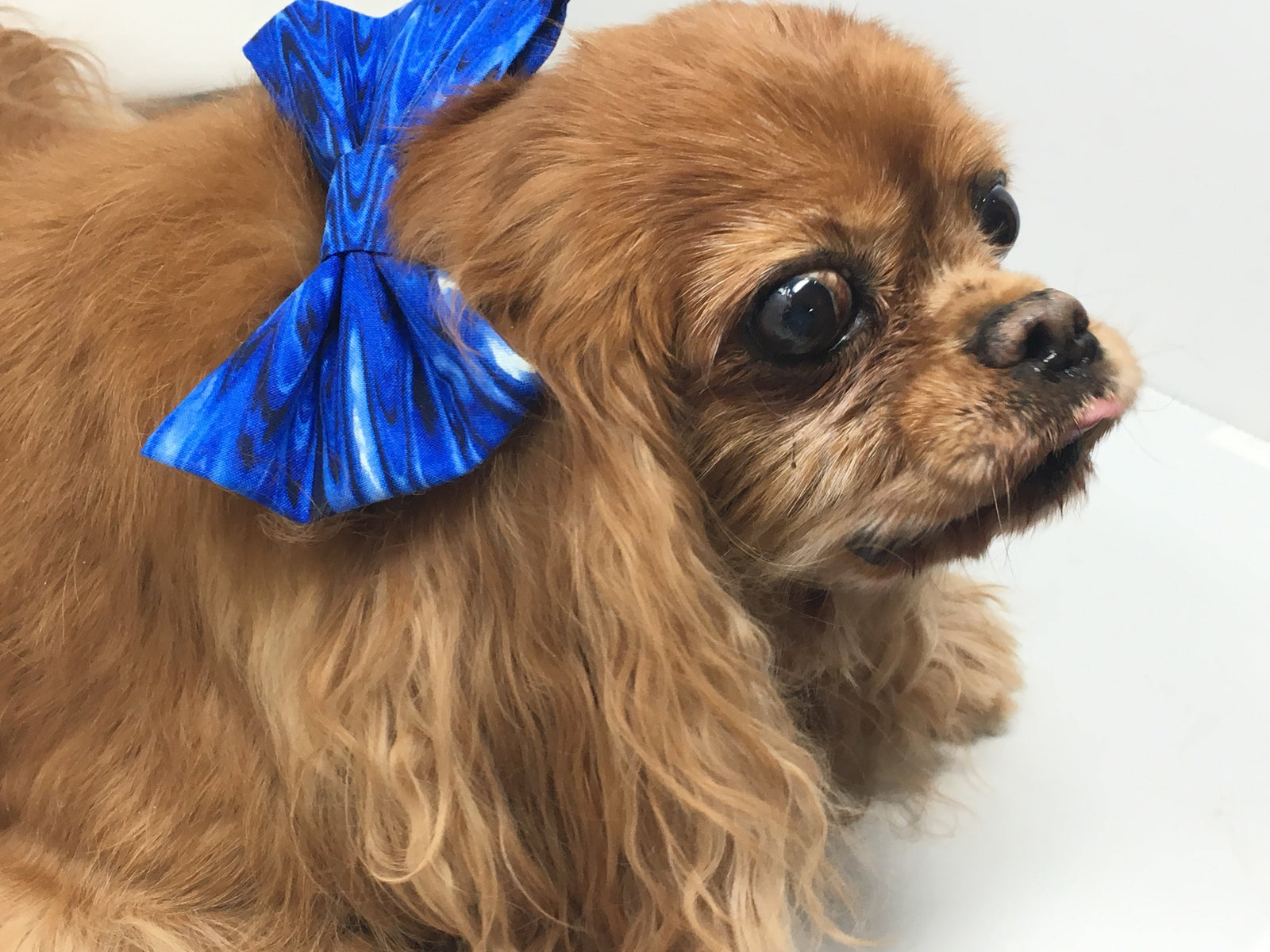 Charlie- Tribute to a Life Well Loved