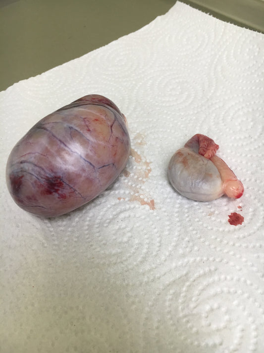 Reproduction System Anomalies in Dogs and Cats