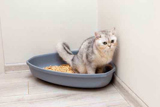 Cystitis in Dogs and Cats
