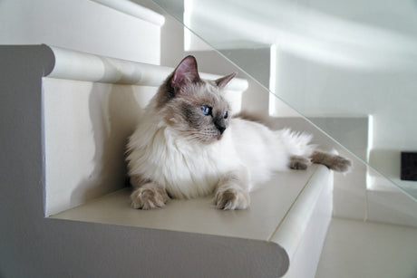 Common Genetic Diseases of Ragdoll Cats
