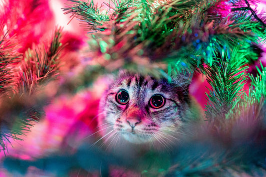 Holiday Health Hazards for Pets