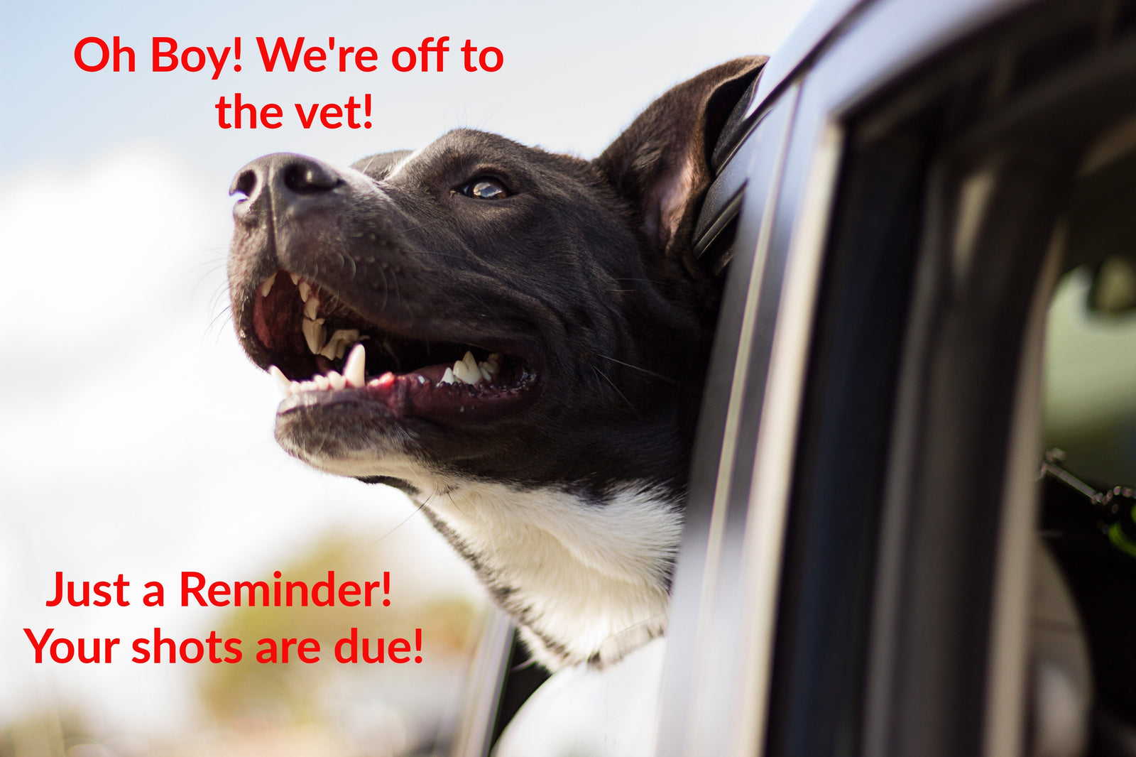 Is Your Pet Over-Vaccinated?