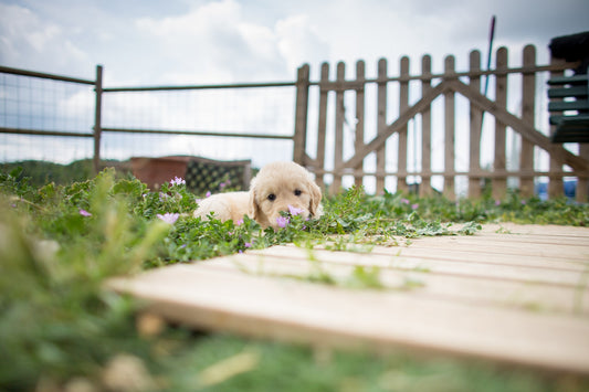 Poisonous Plants and Other Backyard Concerns — How to Protect Your Pet From Hidden Garden Dangers