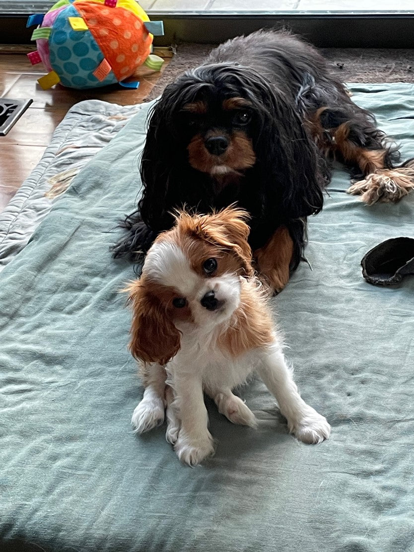 Hydrocephalus In Dogs and Cats