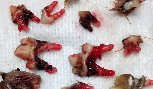 Dental Products with Poor Quality Ingredients