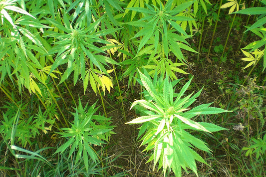 Hemp – Industrial, Not Marijuana!