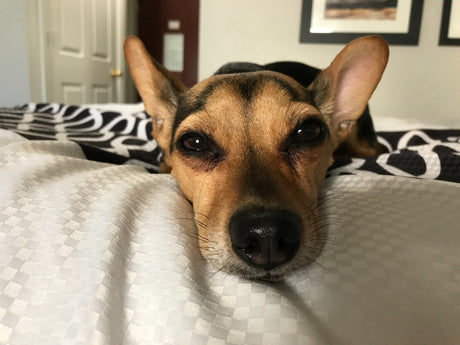 TCVM Approach to IBD in Dogs and Cats