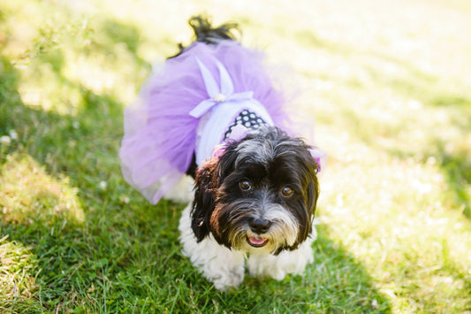 Sterilization Options for Female Dogs