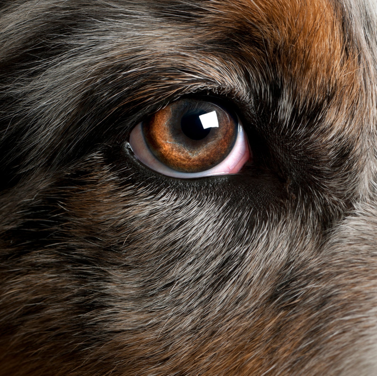 A Proactive Vision for Maintaining Eye Health