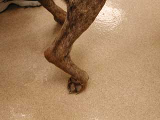 Hind Leg Weakness - Painful or Numb?