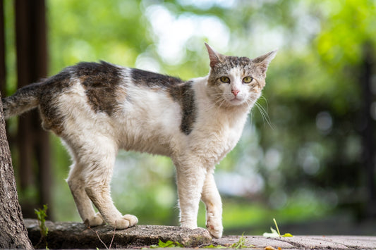 Feline Hyperthyroidism