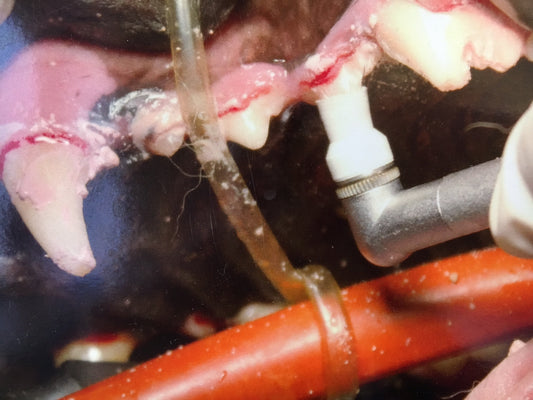 Dental Care for Pets