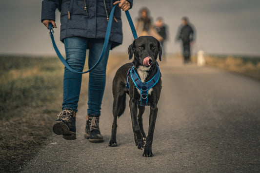 4 Tips for Teaching Your Dog Good Habits and Etiquette