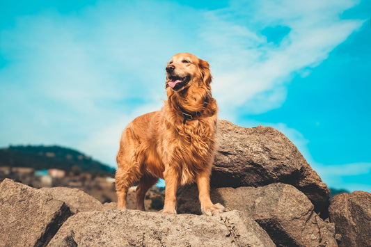 Five Genetic Diseases of Golden Retrievers