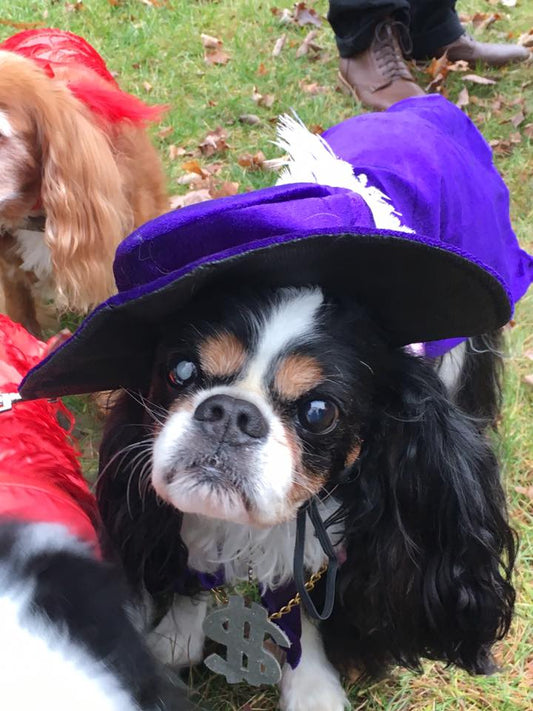 Halloween Tips for Pets
