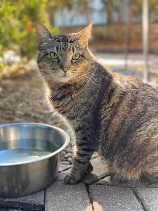 Deadly Chemicals Promoted for Our Pets