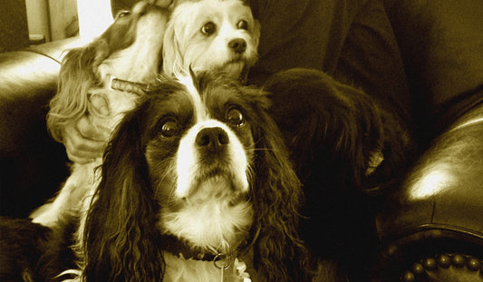 The Household Items Every Pet Owner Needs To Be Aware Of