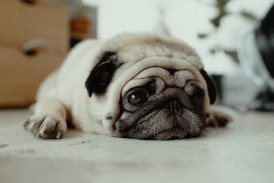 Pancreatitis Revisited
