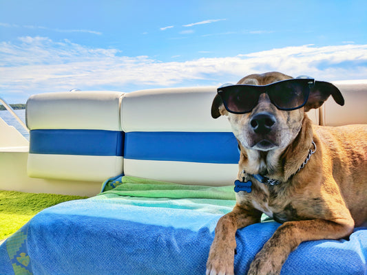 Top Summer Hazards for Pets
