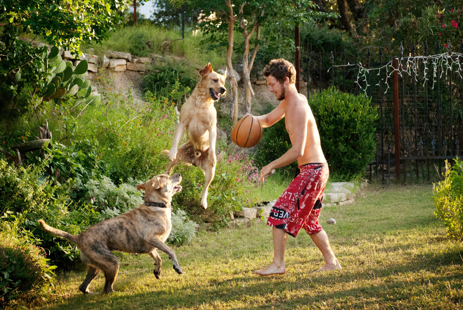 Sterilization Options for Male Dogs