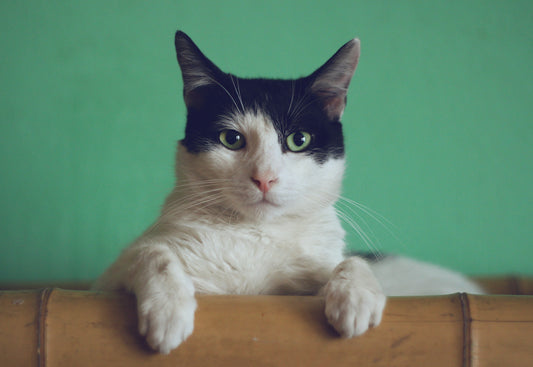 Heart Disease in Cats