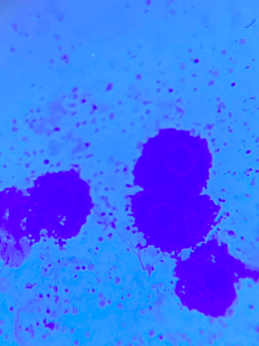 Mast Cell Tumors