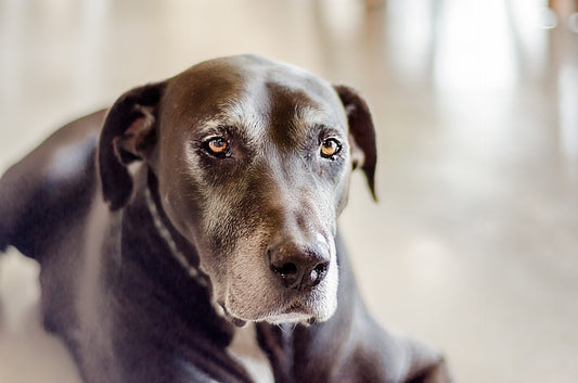 Laryngeal Paralysis in Dogs