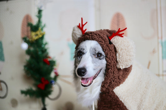 7 Exciting Ways to Celebrate the Holidays with Your Dog!