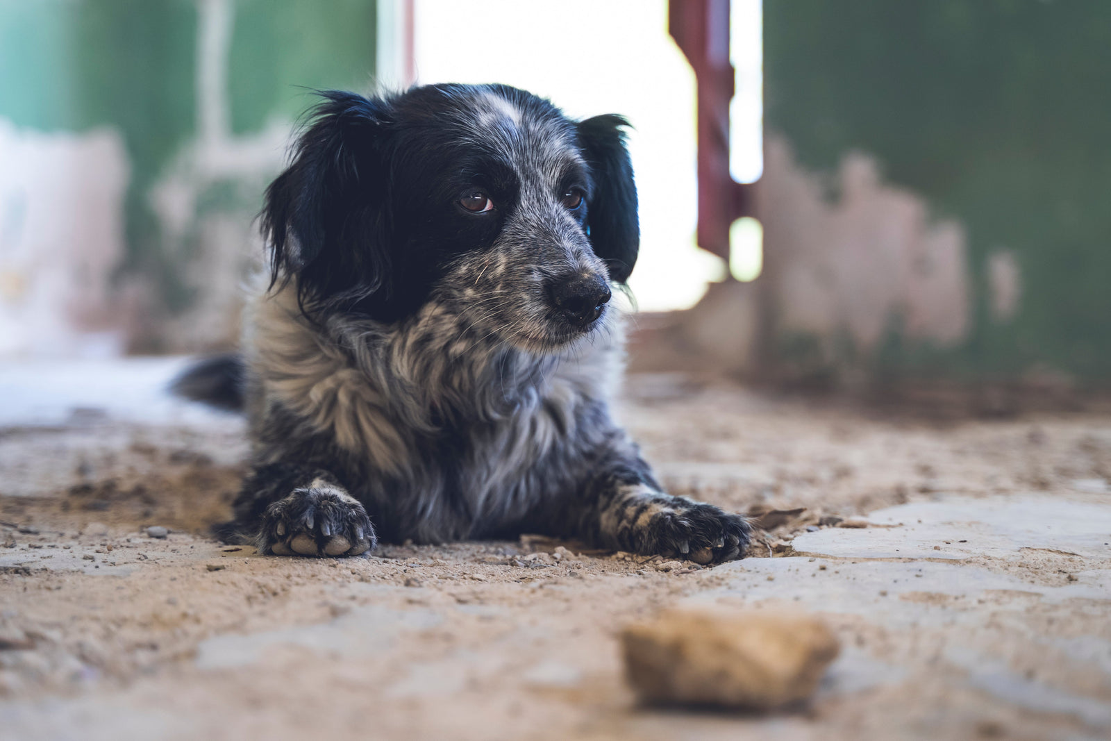 Mold: The Silent Home Toxin Sickening Your Dog