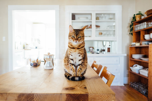 Making Cat Food