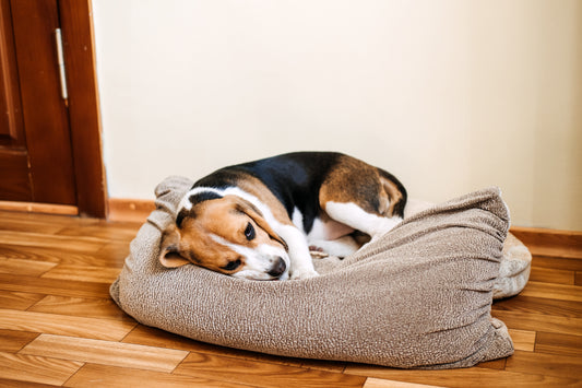 Mysterious Canine Respiratory Infection – Prevention and Support