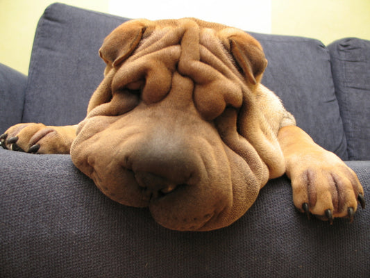 How Your Work Schedule May Be Negatively Affecting Your Dog