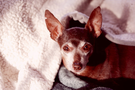 Geriatric Hind Limb Tremors TCVM Therapy