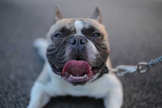 Dealing With Heat Stroke in Pets