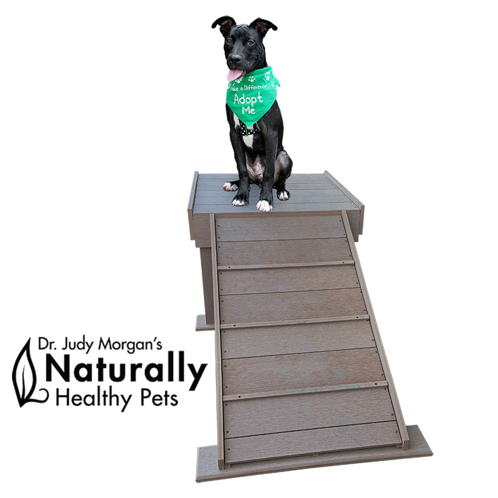 Gyms for Dogs | Boogie's Bride Climb