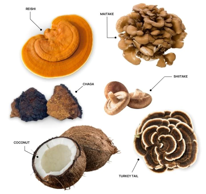 Real Mushrooms | Functional Coconut Creamer (Powder)