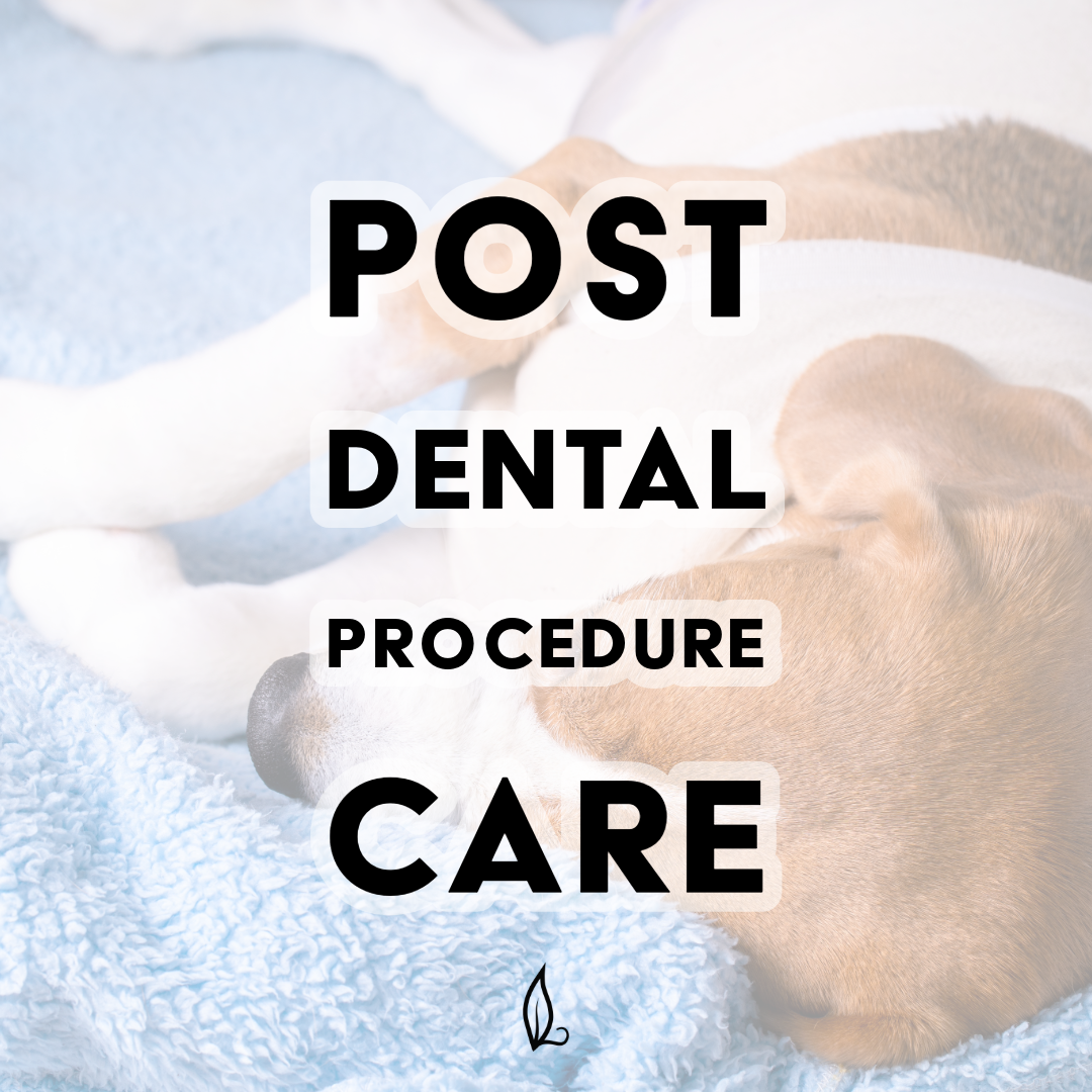 Post Dental Procedure Care