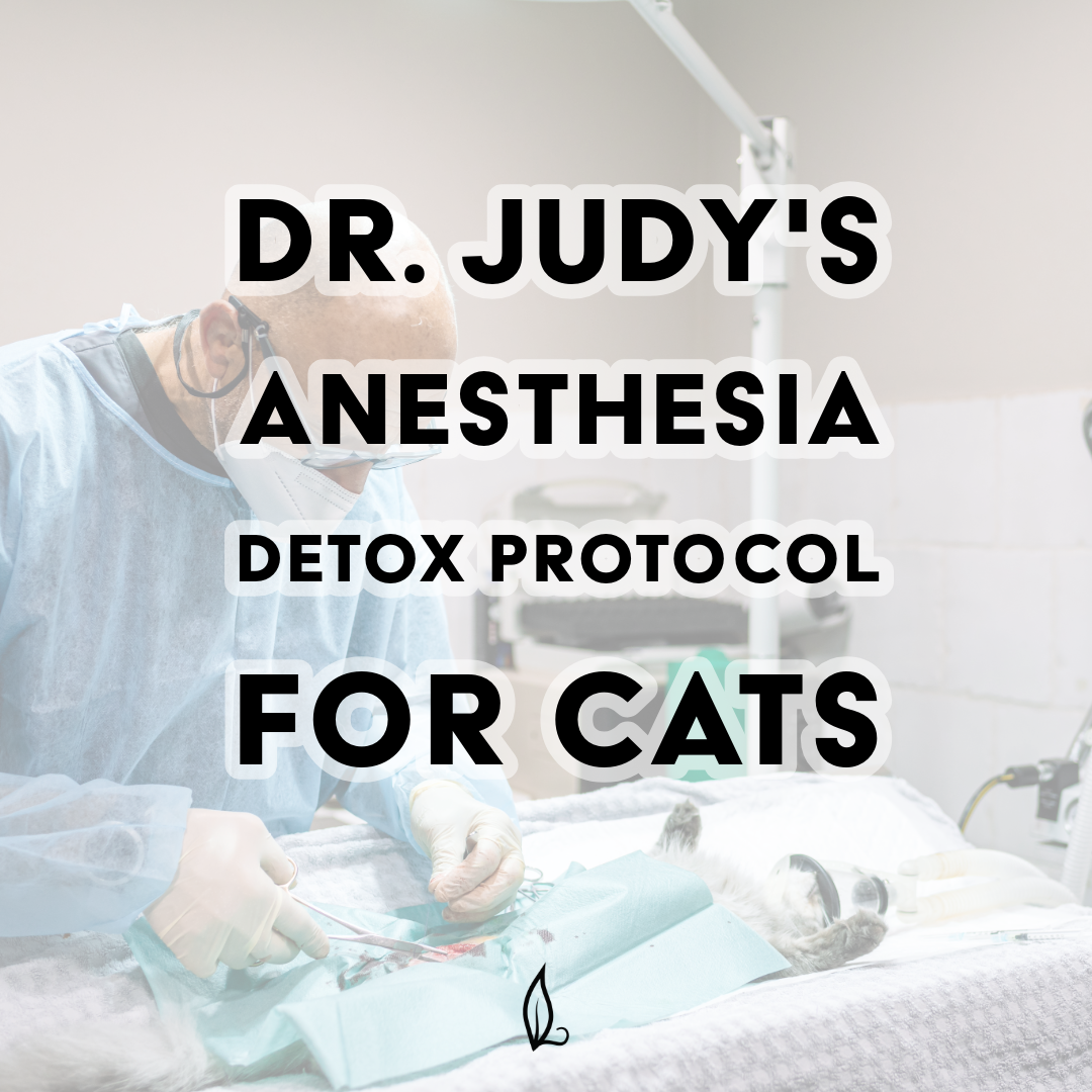 Dr. Judy's Anesthesia Detox Protocol for Cats