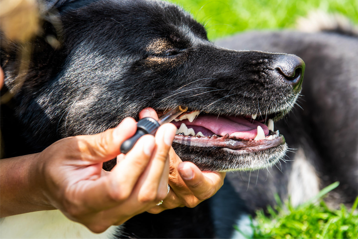 Dr. Judy Morgan's Dental Health Formula