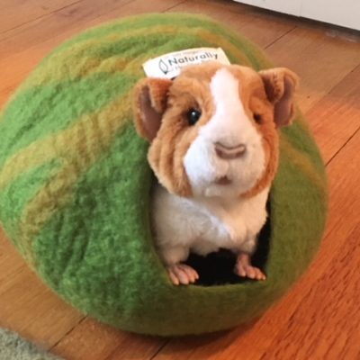 Dr. Morgan's Little Furball Critter Cave