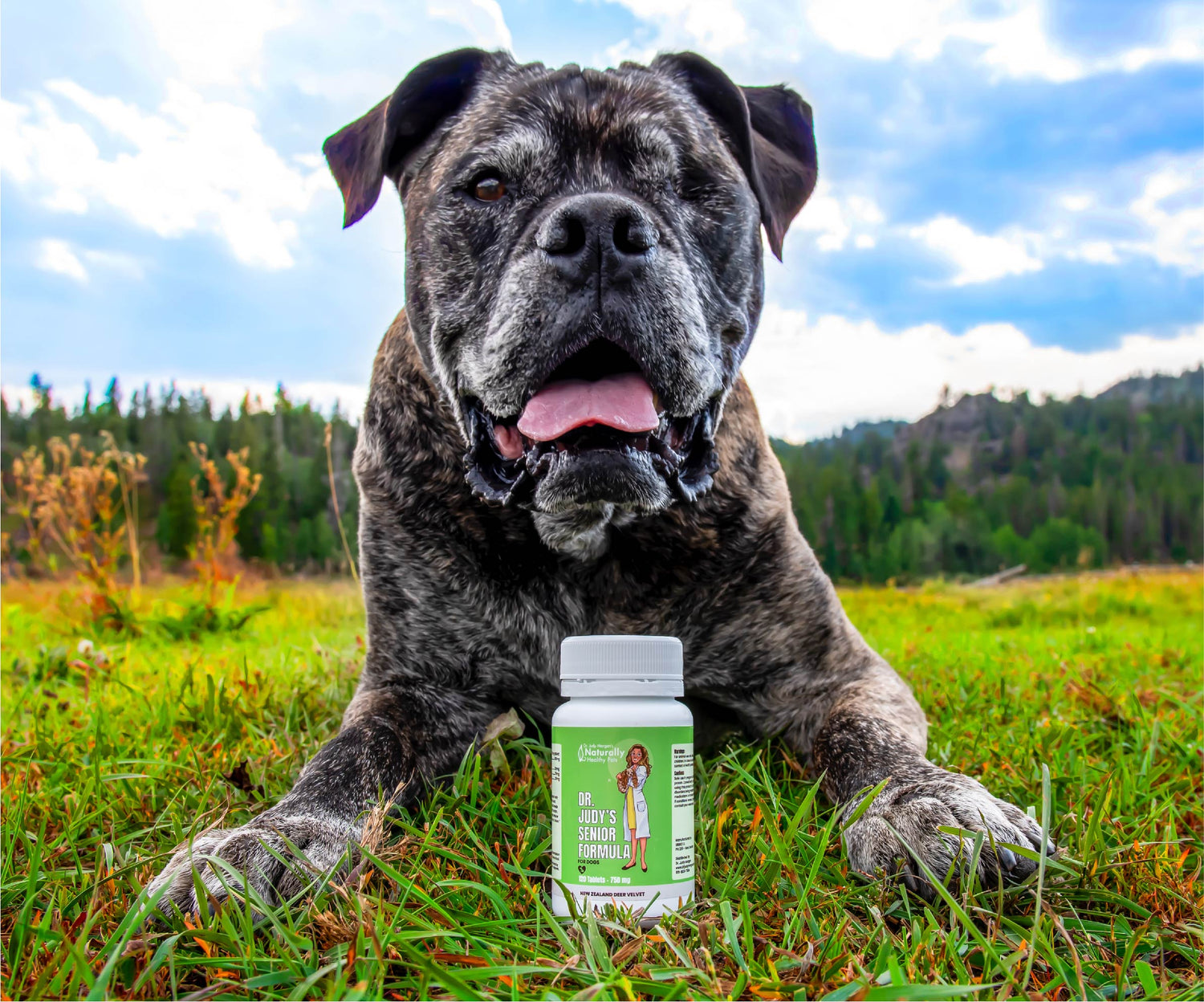 Dr. Judy Morgan's Senior Formula for Dogs