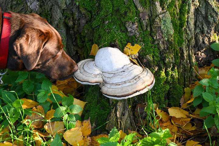 Mushrooms for Dogs