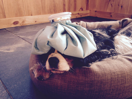 My Tummy Hurts! Caring for Your Ailing Pet