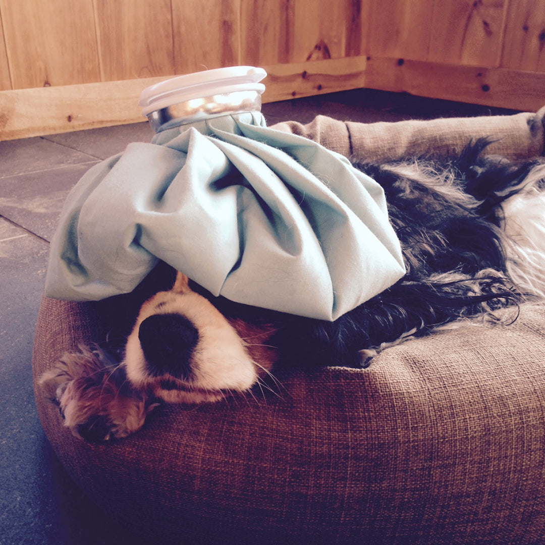 10 Tips to Avoid Expensive Emergency Veterinary Visits