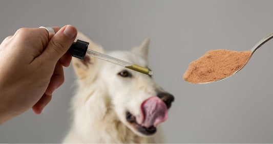 Tincture or Powder: Which Mushroom Supplement is Best for Your Pet?