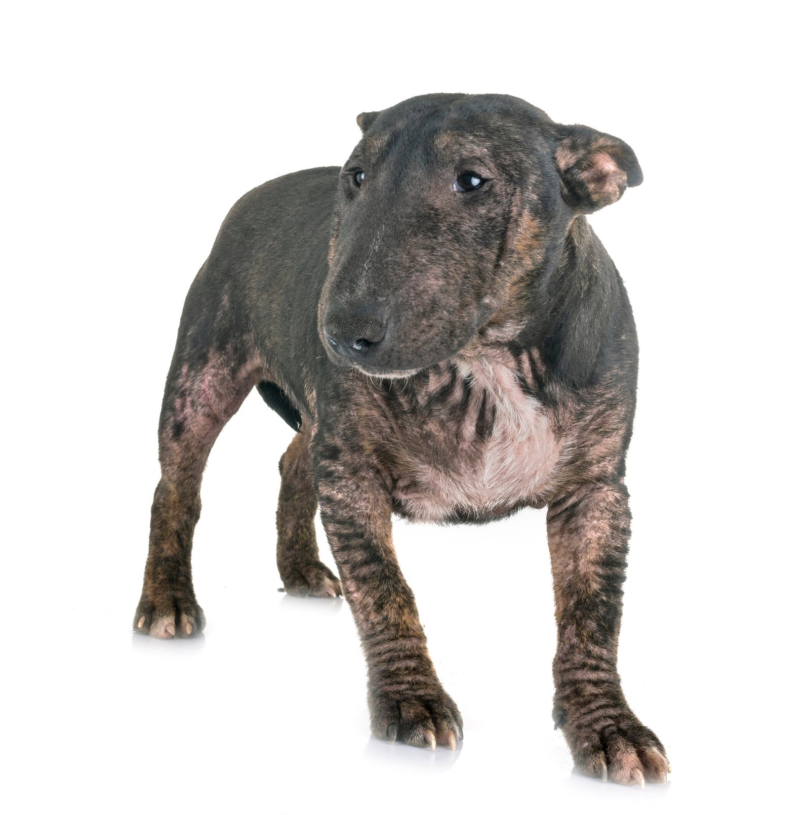 Dealing with Mites in Cats & Dogs