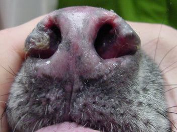 Autoimmune Disease in Pets